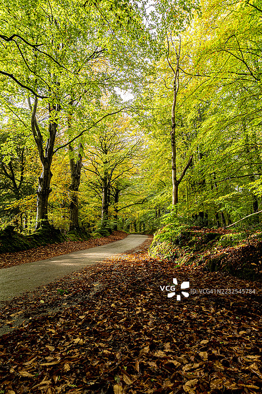 秋季郁郁葱葱的森林中蜿蜒的宁静道路图片素材