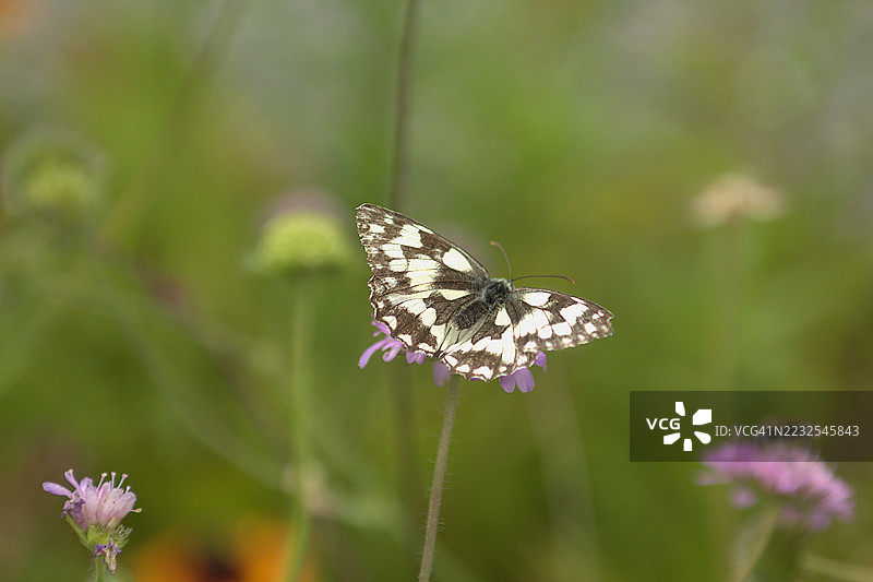 大理石白蝶在紫色花朵上授粉图片素材