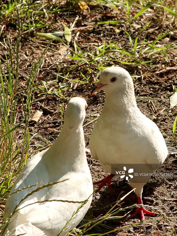 两只白鸽栖息在阳光下的草地上图片素材