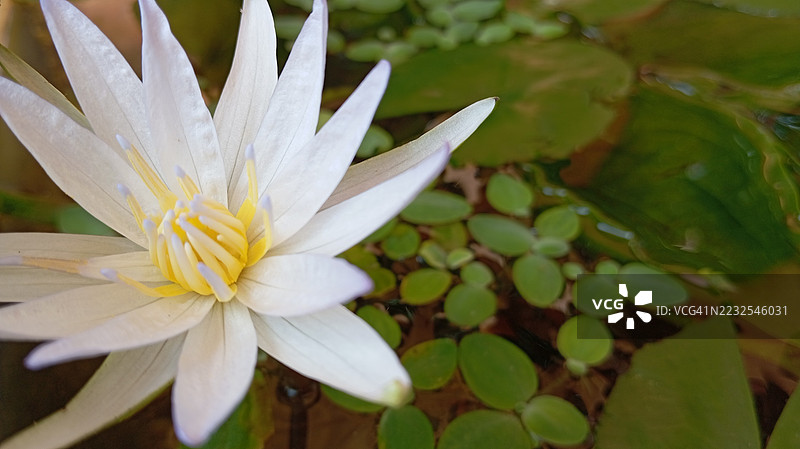 宁静池塘中的白色睡莲漂浮着图片素材