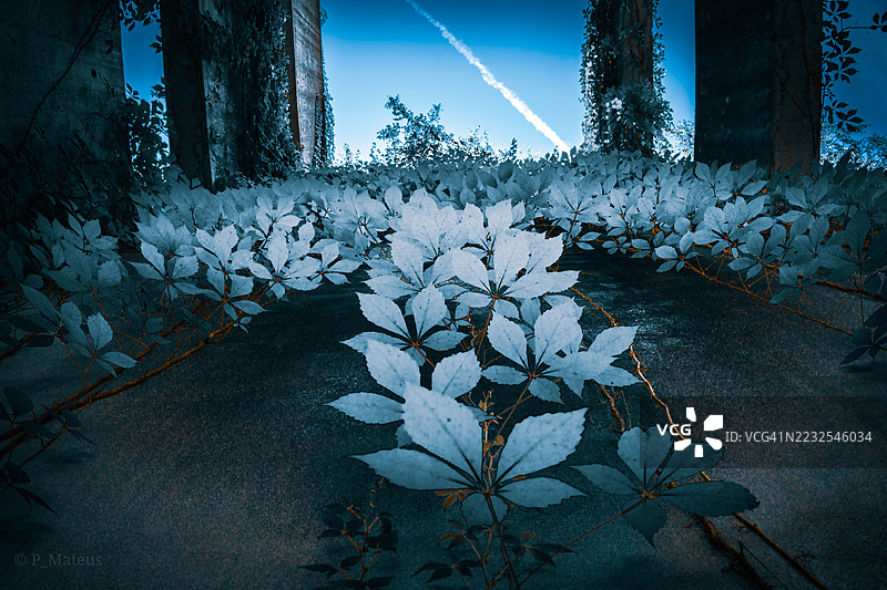 覆盖着霜的植物在明亮的蓝天下，葡萄牙图片素材