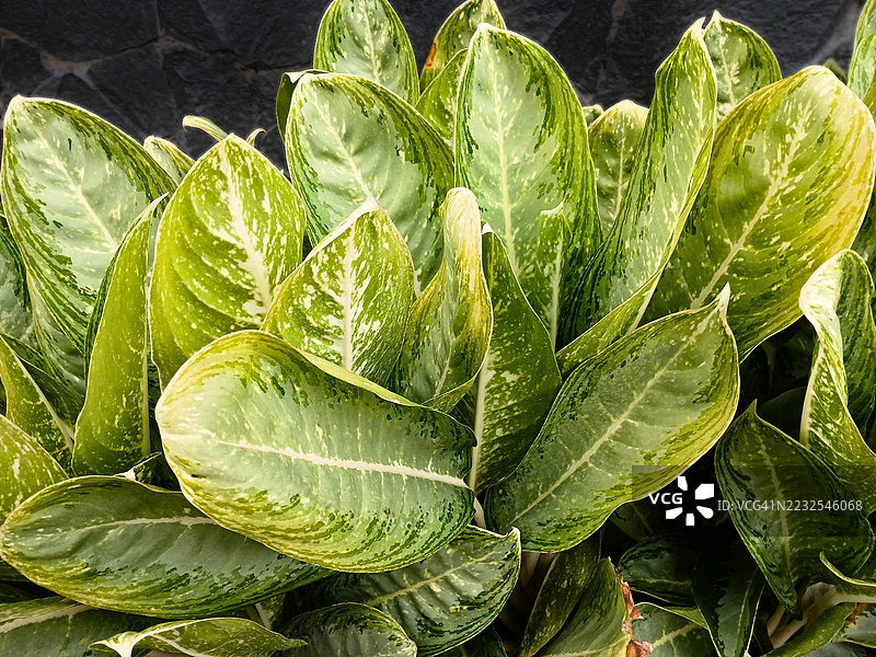 特写镜头展示了带有斑驳图案的郁郁葱葱的植物叶子图片素材
