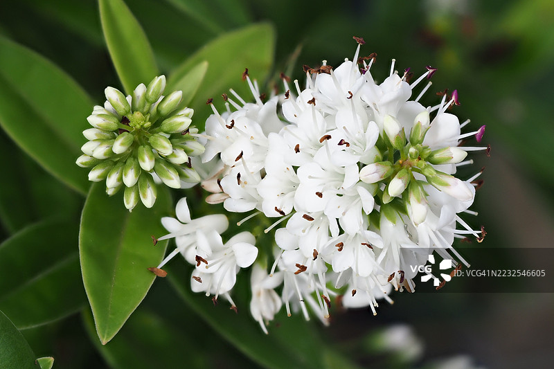 白色海贝花盛开特写图片素材