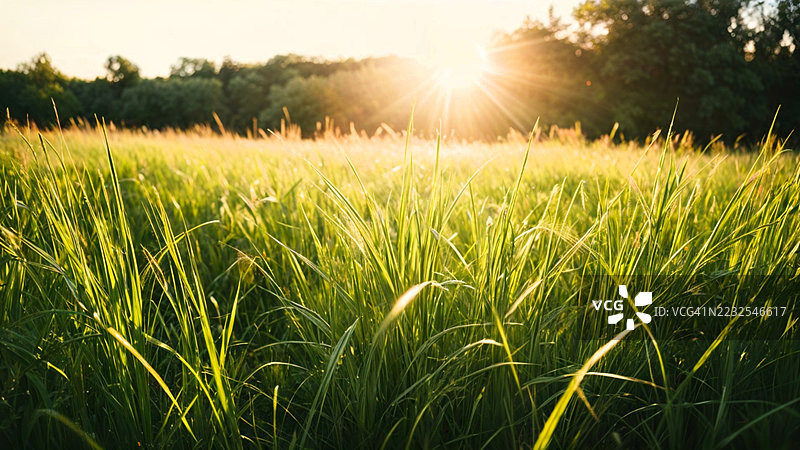 日落时分的阳光草地，巴基斯坦图片素材