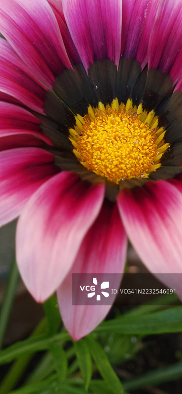 鲜艳的粉色花朵特写，中央带有黄色花蕊图片素材