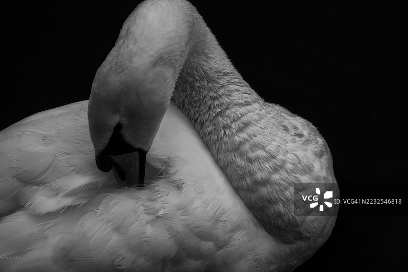 优雅的天鹅在黑白色调中梳理羽毛图片素材