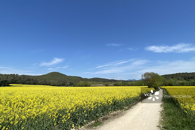 西班牙晴朗蓝天下生机勃勃的黄色油菜花田美景图片素材