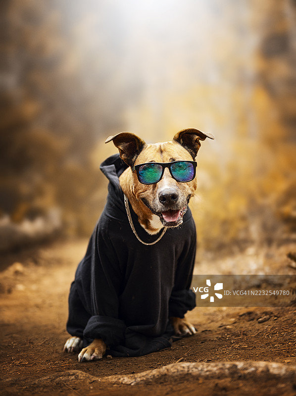 穿着连帽衫的狗坐在森林里图片素材