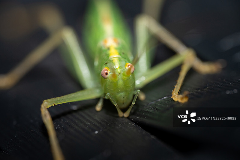 绿色蝗虫在黑色表面上的特写镜头图片素材