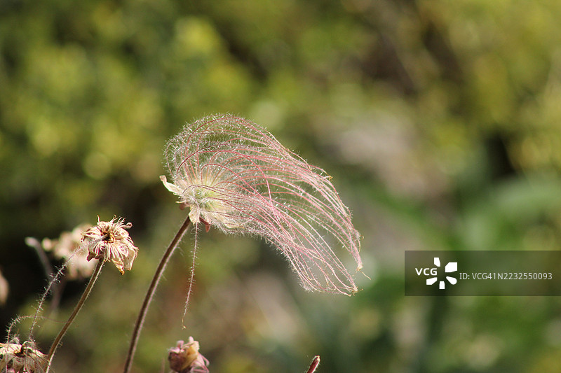 花园中枯萎花朵的特写镜头图片素材