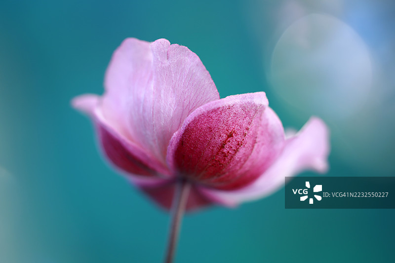 柔和花瓣的粉色花朵特写图片素材