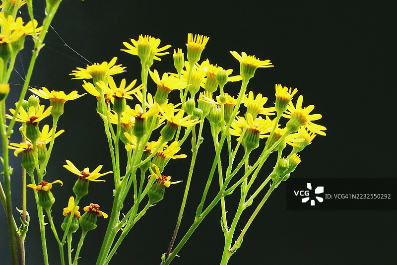 鲜艳的黄色花朵映衬在深色背景上图片素材