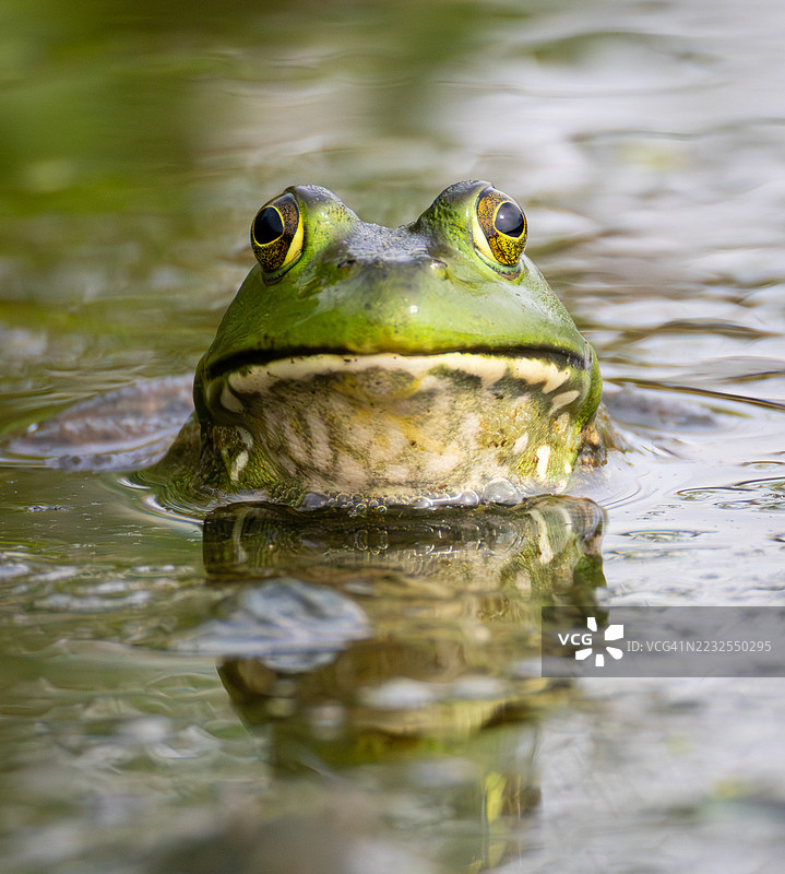 部分浸没在水中的青蛙特写镜头图片素材