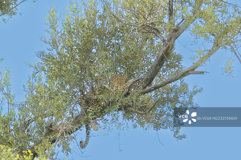 豹子在蓝天的树上休息图片素材