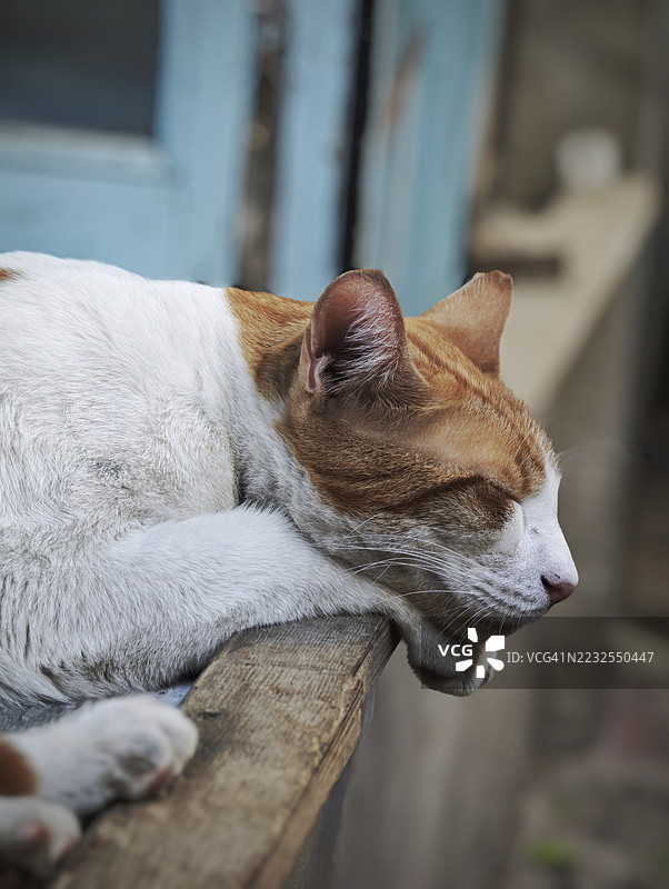 睡着的猫咪在木质窗台上的特写镜头图片素材