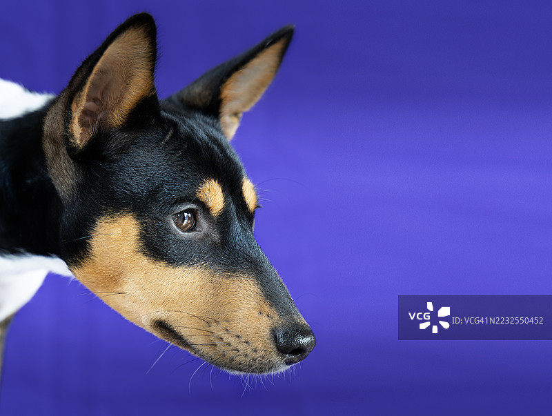 一只狗的特写，背对着紫色背景。图片素材
