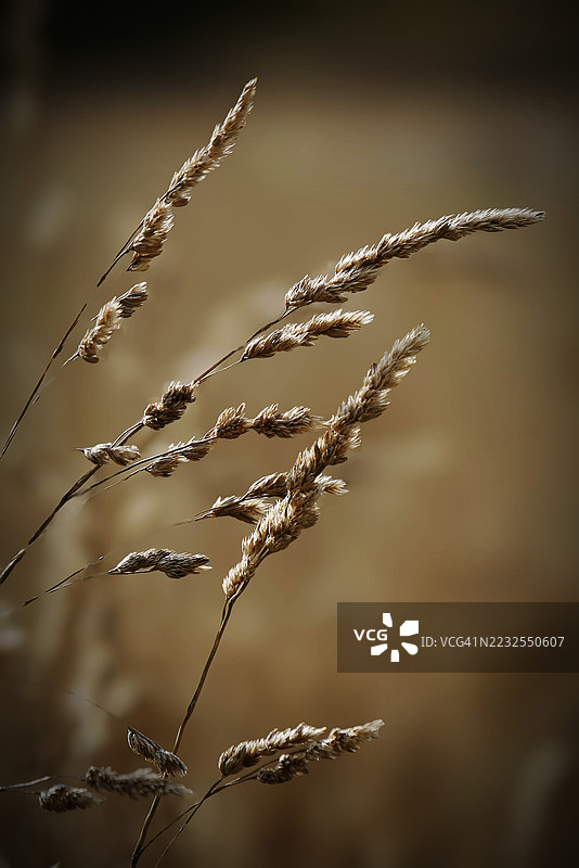 田野中干枯草茎的特写图片素材