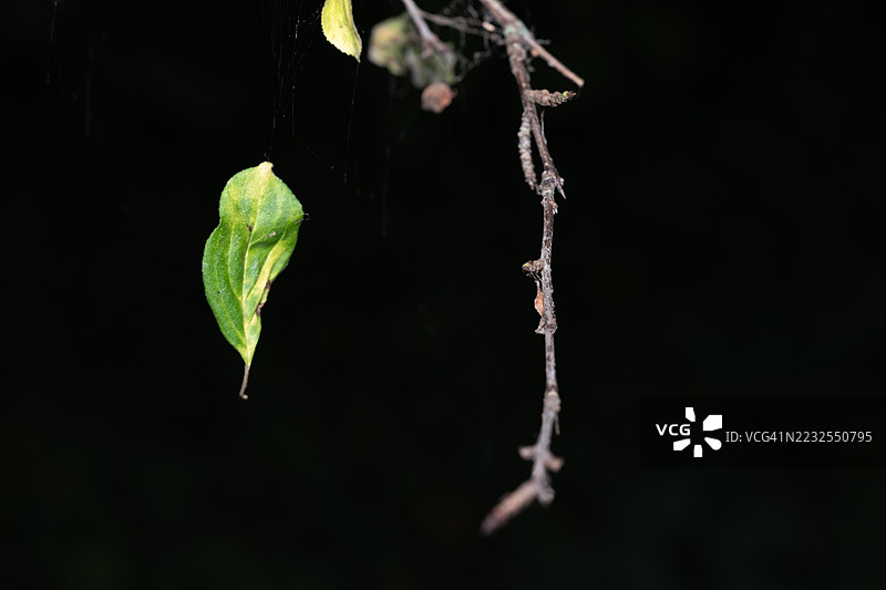 绿色叶子和干枯树枝的特写，背景为深色。图片素材