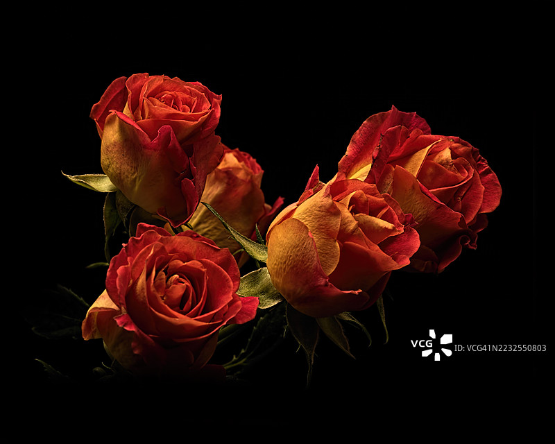 鲜艳的红玫瑰与黑色背景相映衬图片素材