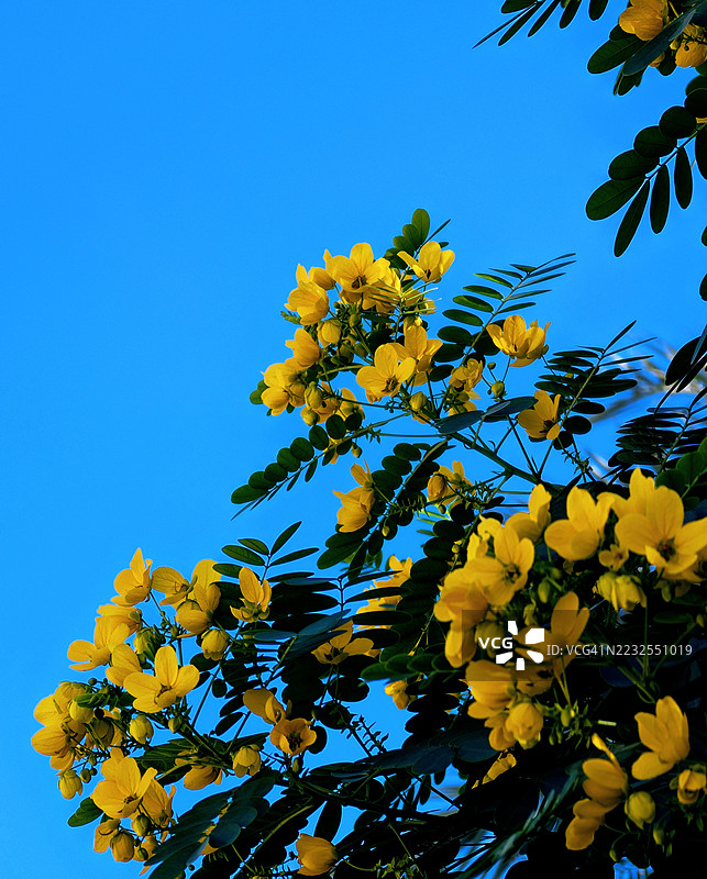 鲜艳的黄色花朵在晴朗的蓝天映衬下绽放图片素材