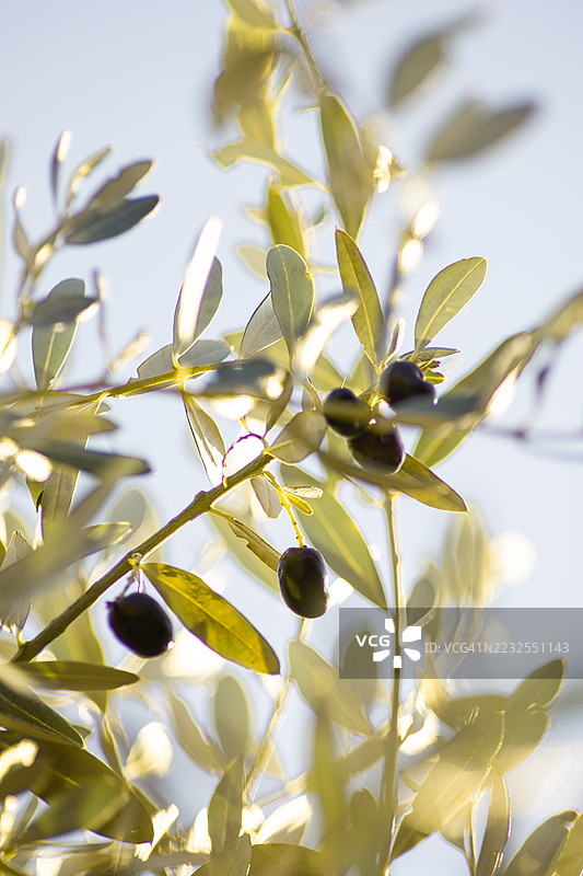 阳光透过树叶洒在橄榄枝上图片素材