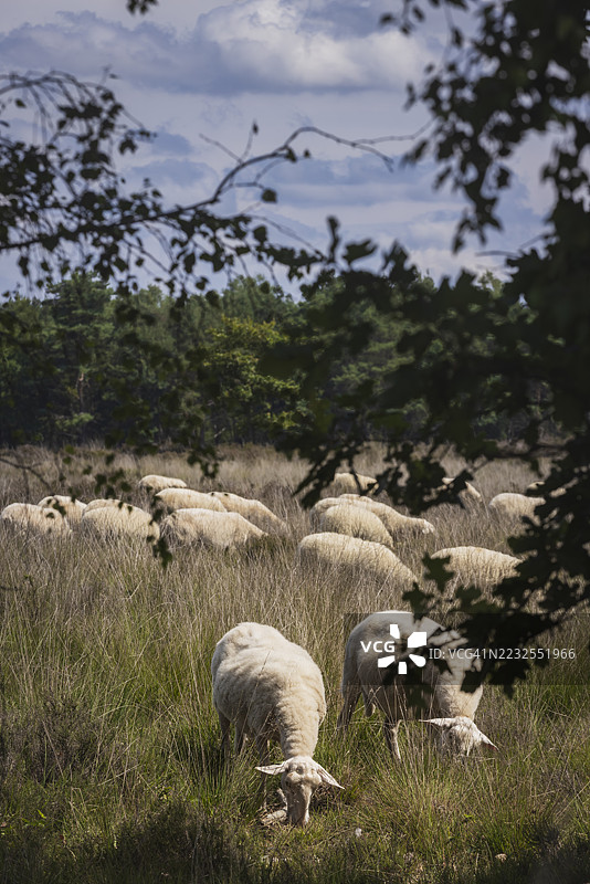 在荷兰 Gelderland 省 Veluwe 地区的 Ermelo 镇附近的荒原上，一群羊在吃草。图片素材