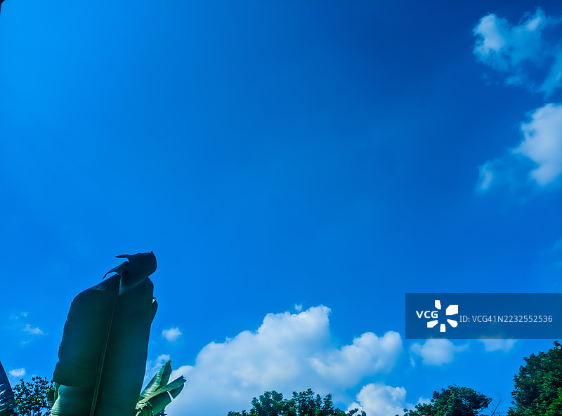 热带香蕉叶与晴朗蓝天，印尼西加朗图片素材