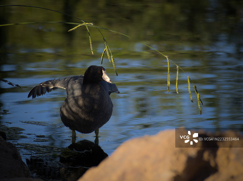 一只欧亚水鸡在宁静的湖面上展开翅膀图片素材