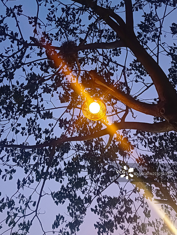 黄昏时分树枝间的照明街灯图片素材
