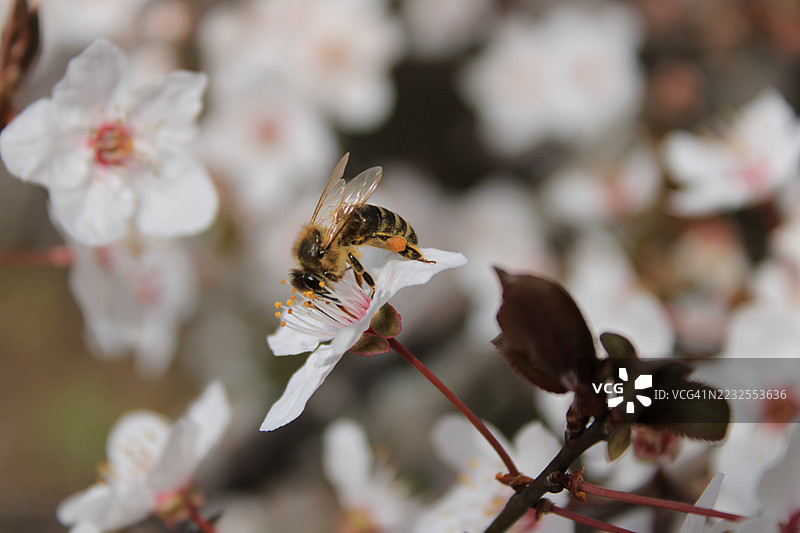蜜蜂为樱花授粉图片素材