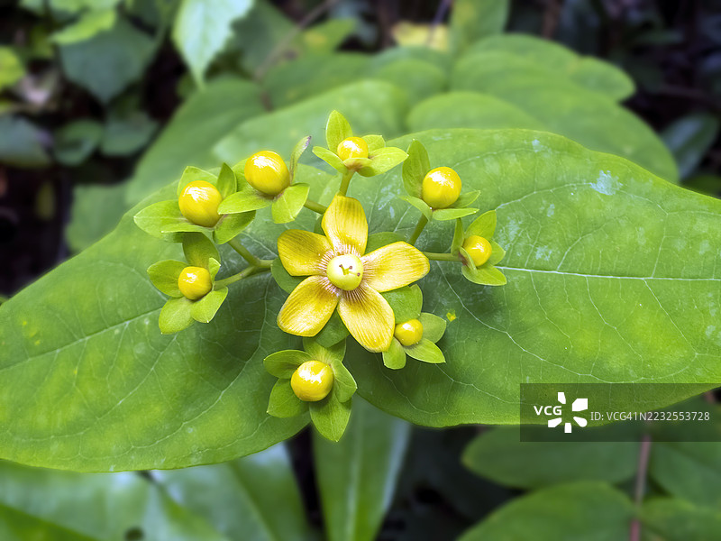 花园中一朵黄色花朵与绿色叶子的特写图片素材