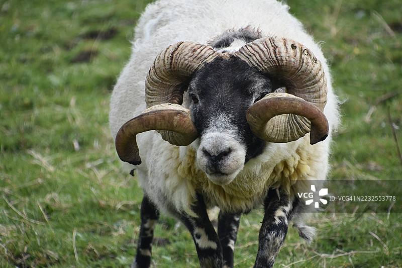 雄伟的公羊站在绿色的田野上图片素材