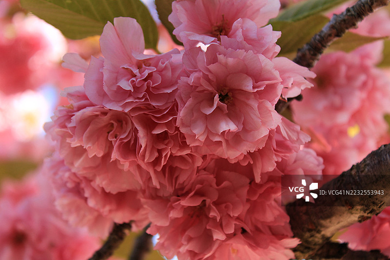 春天粉色樱花的特写镜头图片素材