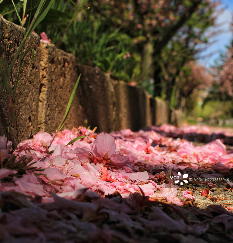 落在石头小径上的樱花花瓣图片素材