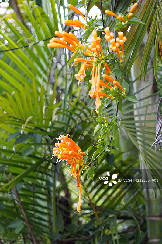 斯里兰卡热带花园中的橙色喇叭花图片素材