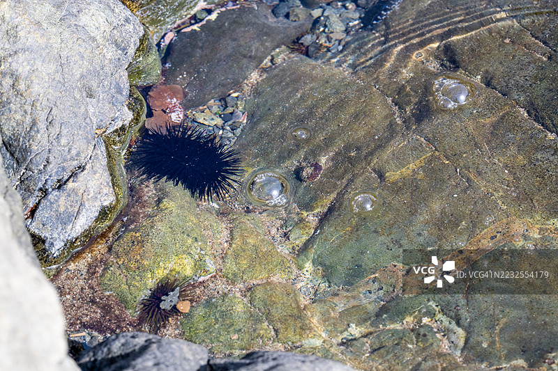 两个海胆在岩石海岸的潮池中休息，周围有气泡。图片素材