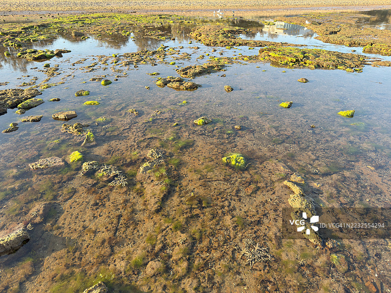 澳大利亚潮汐池的高角度视图，岩石和藻类图片素材