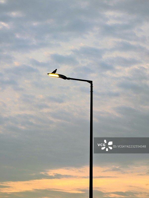鸟栖息在路灯上，背景是夕阳的天空图片素材