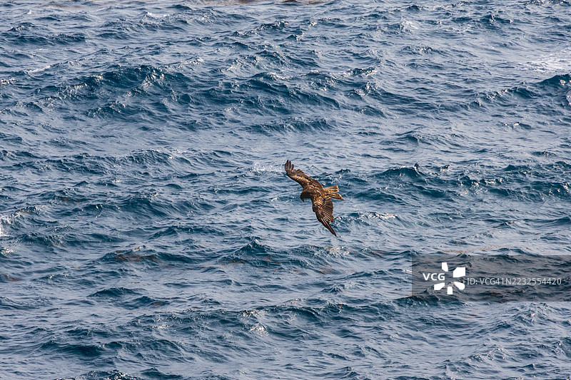 鸟儿在海浪上空翱翔图片素材