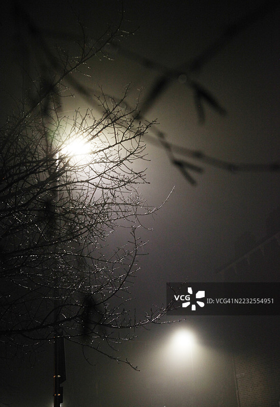 夜晚的树木图片素材