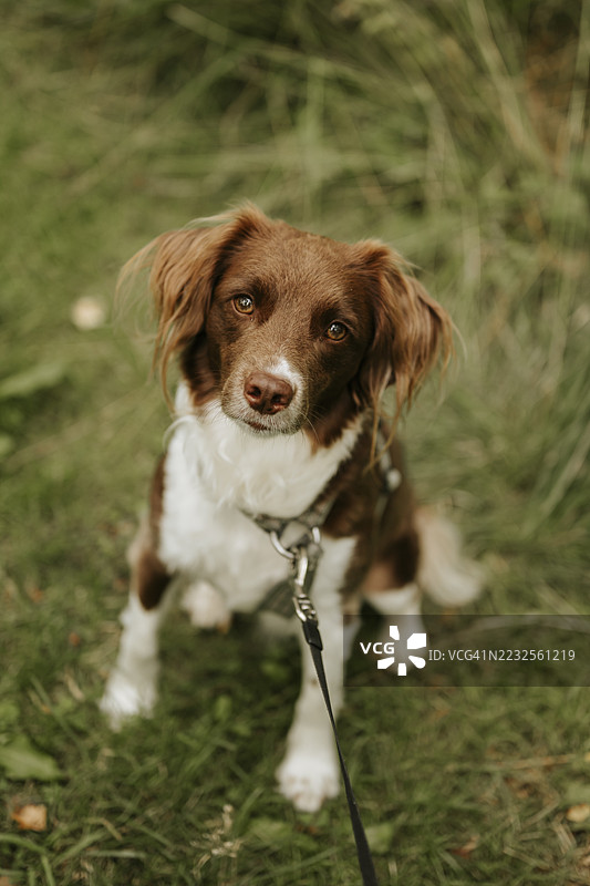可爱的斯普林格猎犬混种在花园里玩耍图片素材