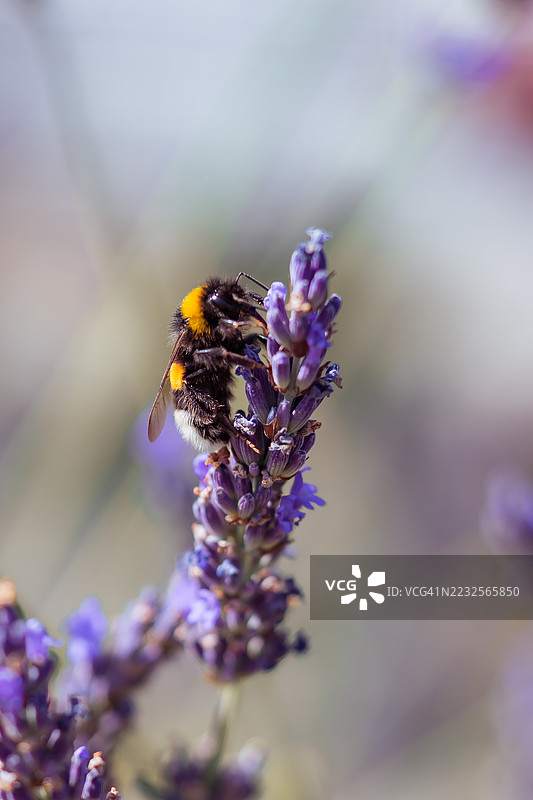 大黄蜂为薰衣草花授粉图片素材