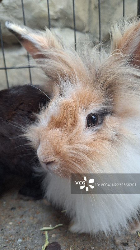 笼子里毛茸茸的兔子特写图片素材