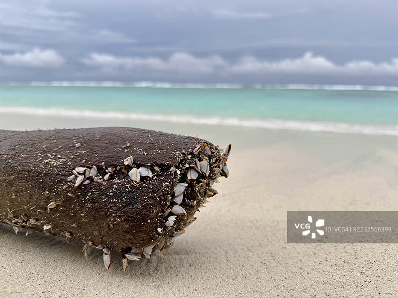沙滩上覆盖着藤壶的漂流木图片素材