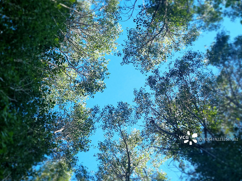 仰望清澈蓝天下的树冠图片素材