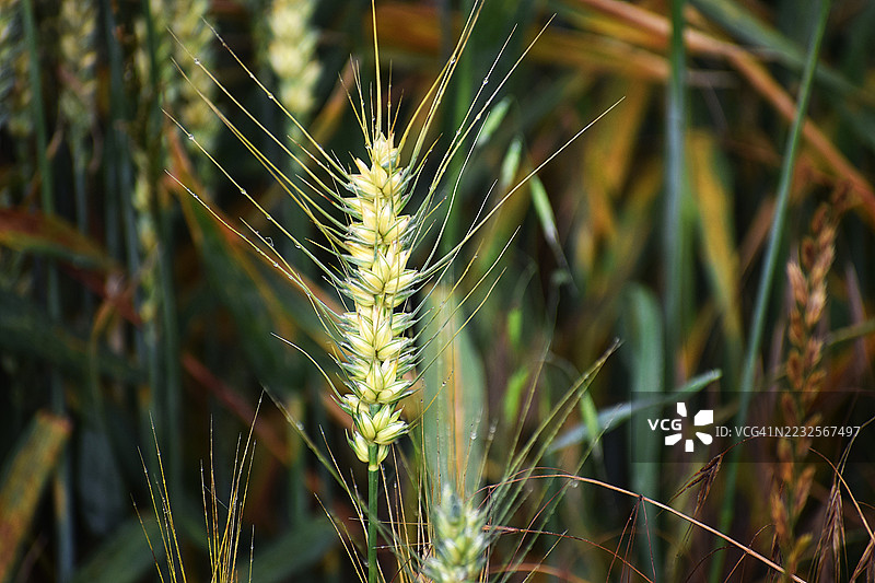 麦田中小麦的特写镜头图片素材
