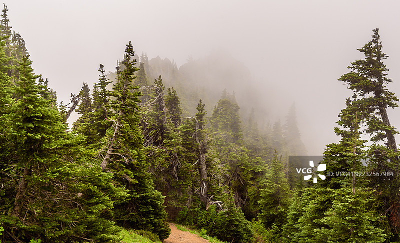 雾气弥漫的森林景观，常青树，霍兹波特，美国图片素材