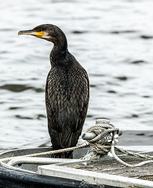 鸬鹚栖息在系绳的船上图片素材