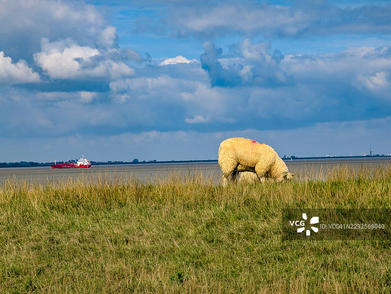 羊群在田野中吃草，背景有一艘船。图片素材