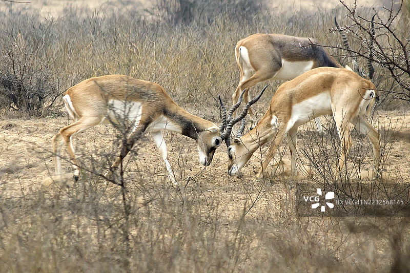 两只鹿在干燥的田野中角力图片素材